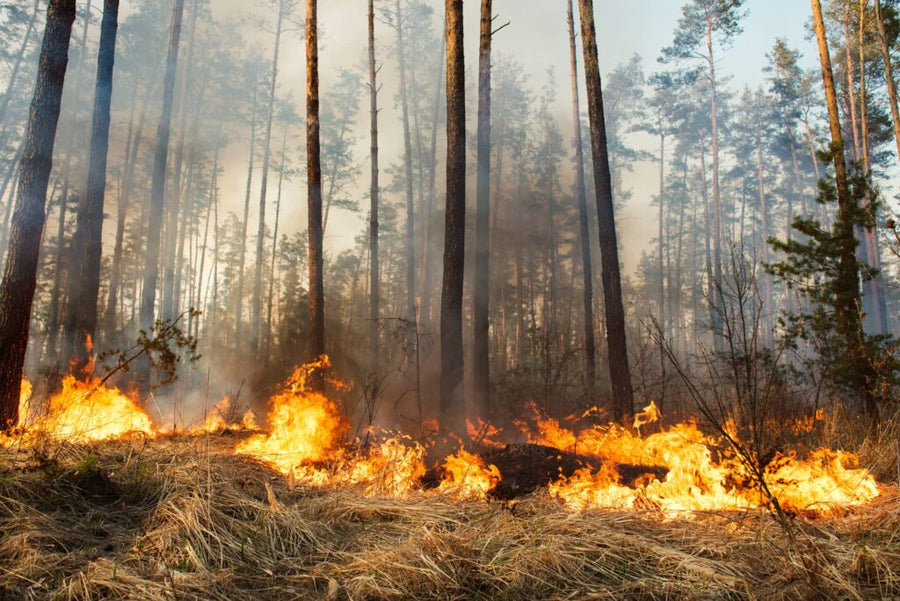 Survive in Canadian Wildfires: What You Need to Know?